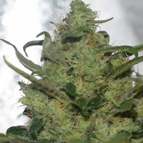 Forbidden Fruit × Spritzer Seed > Vision Seeds | Feminized Cannabis   |  Indica